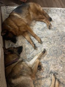 There is something about a bonded pair. True love and loyalty for one another!