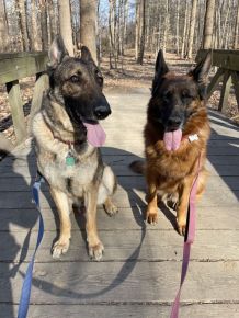 Hiking with our hoomans is our favorite!