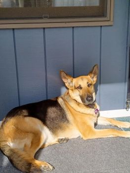 Josie Catching Some Rays on the Porch