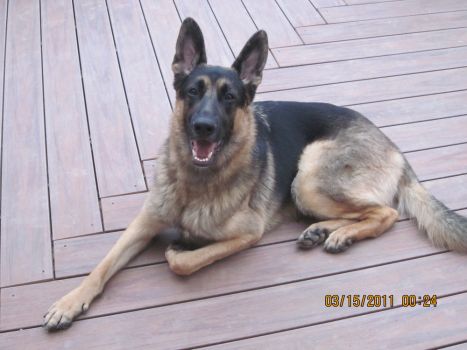 We had Kaiser for almost 14 years.  He crossed the Rainbow Bridge November 7, 2022.  Majestic, loyal, faithful and loving to the family were some of his great traits.  We miss him terribly.  He may be gone but he lives forever in our hearts.  