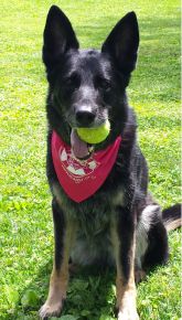 In loving memory of our Laci Girl. She was everything you could want; loyal, obedient, smart, playful and affectionate, never to be seen without her tennis ball.