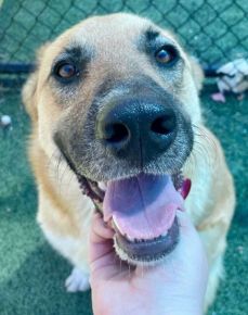 Adorable Lilliana; a pretty name for a gorgeous dog. She is waiting patiently for her forever home. 