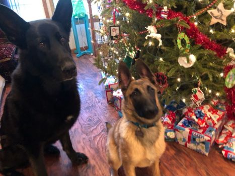 Luke & Daisy enjoying their first Christmas together. They were trying so hard to be good for Santa! Luke was adopted from MAGSR in 2014 and Daisy was adopted in 2023 and they are the absolute best of friends. 