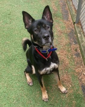 Mattis is an adoptable GSD & Jingo mix! Great combination of smarts and energy.
