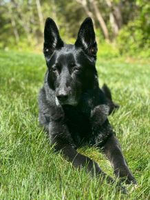 Our senior rescue enjoying some sunshine!