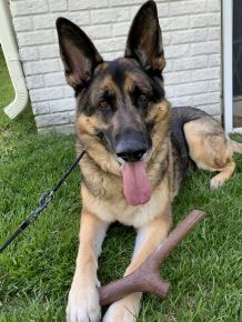 Oliver picked us in 2018 and improved our family.  He crossed the rainbow bridge and continues to play with his stick.  He is so sadly missed! 