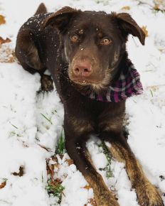 RIP sweet Pepper