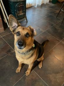 Ralph, working on his Ear Wave while he waits for his forever family. 