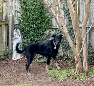 Rocky, our fierce protector 2012 - 2025