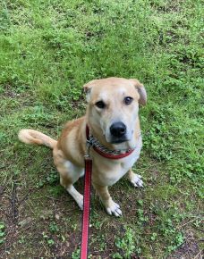 Rory is a stunning caramel colored Shepherd mix. She’d love a family that will take her hiking and engage in lots of play (and treats)! 