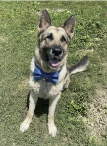 Adoptable Rosco looks quite distinguished wearing his beautiful blue bow tie! 