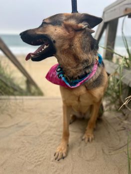 Pawsitively loving this beach day!