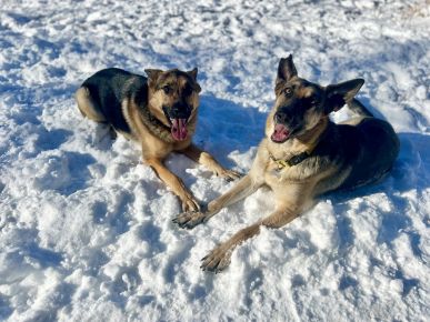 Sally & Rainbow love their paw-fect winter wonderland!