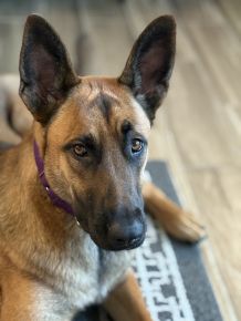 Tasha says “Ears up! How you like me now?”