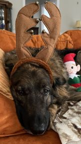 The Elf on the Shelf loves Teddy the black-nosed reinbear.
