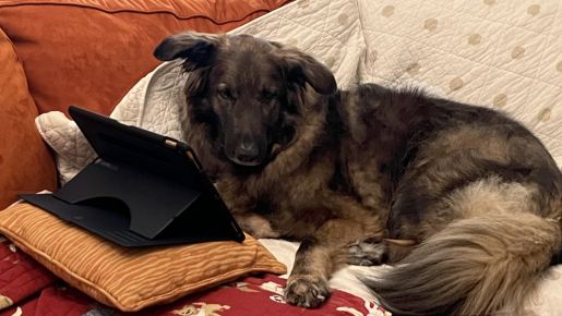 On the internet, no one knows you're a bear!