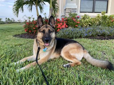 Trooper adopted us in 2019 when we lived in Maryland and this handsome boy has been living the good life ever since!  He loves going for walks in our community, playing with his canine friends and chilling out on the patio while watching the beautiful Florida sunsets.  We are so thankful to MAGSR for bringing us together!