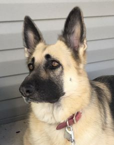 Zena calendar entry