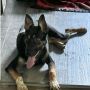 Arya Ears up