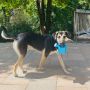 Stryder