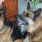 Ryder with his sister