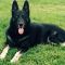 RIP Shep