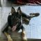 Arya Ears up