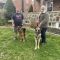 Bicaro adopted