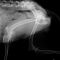 X-rays of Clover's broken hip