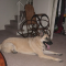 Cody