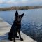 Loki at the lake. Glamour shot!