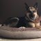 Koda