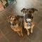 Ralph adopted by Maci