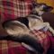 Rosco