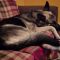 Rosco