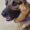 Sheeba