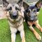 Xema and Sheeba