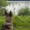 Shep