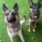 Xema and Sheeba