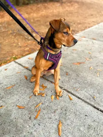 Marvelous Miss Mavis