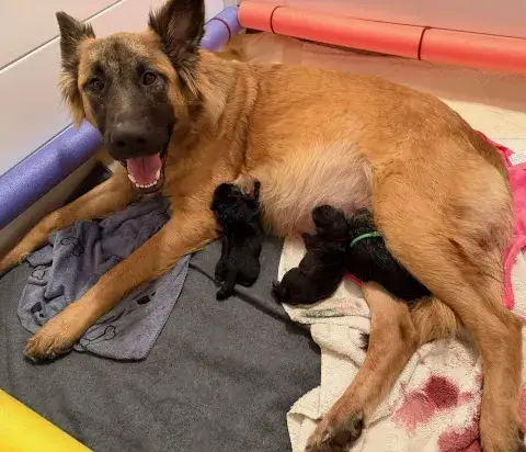 Sage and her newborn puppies!