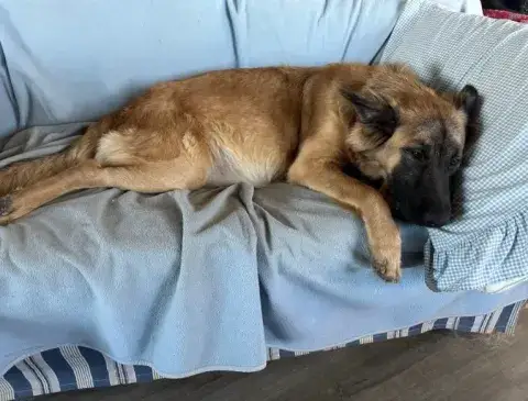 Very pregnant Sage trying to be comfortable.