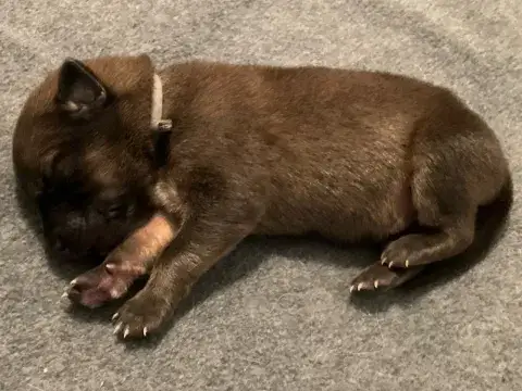 Sage's newborn puppies!