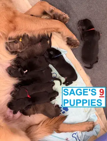Sage and her newborn puppies!