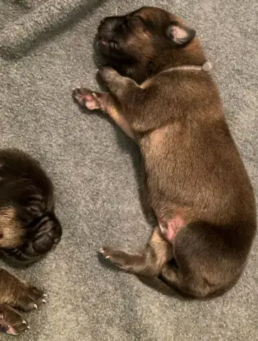 Sage's newborn puppies!