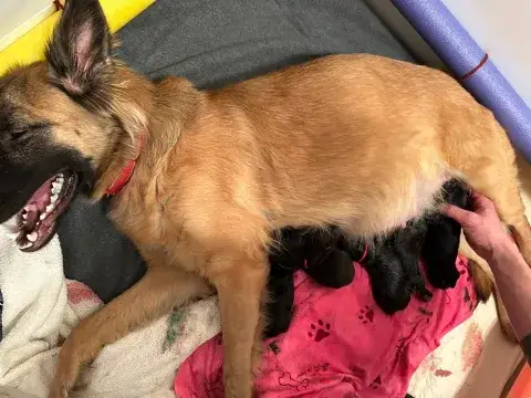 Sage and her newborn puppies!