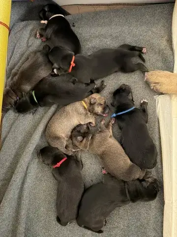 Sage's newborn puppies!