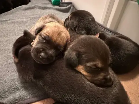 Sage's Puppies