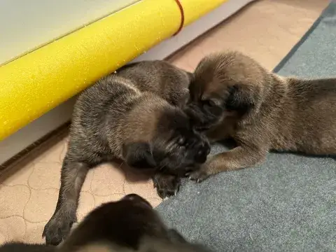Sage's Puppies