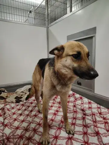 Hope favoring her broken leg